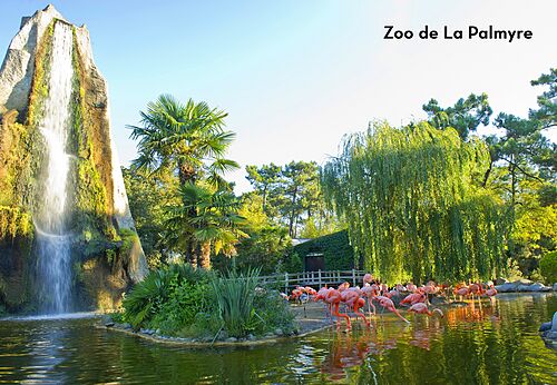 Roze flamingo's en waterval in Zoo de La Palmyre, bezienswaardigheid in Charente-Maritime.