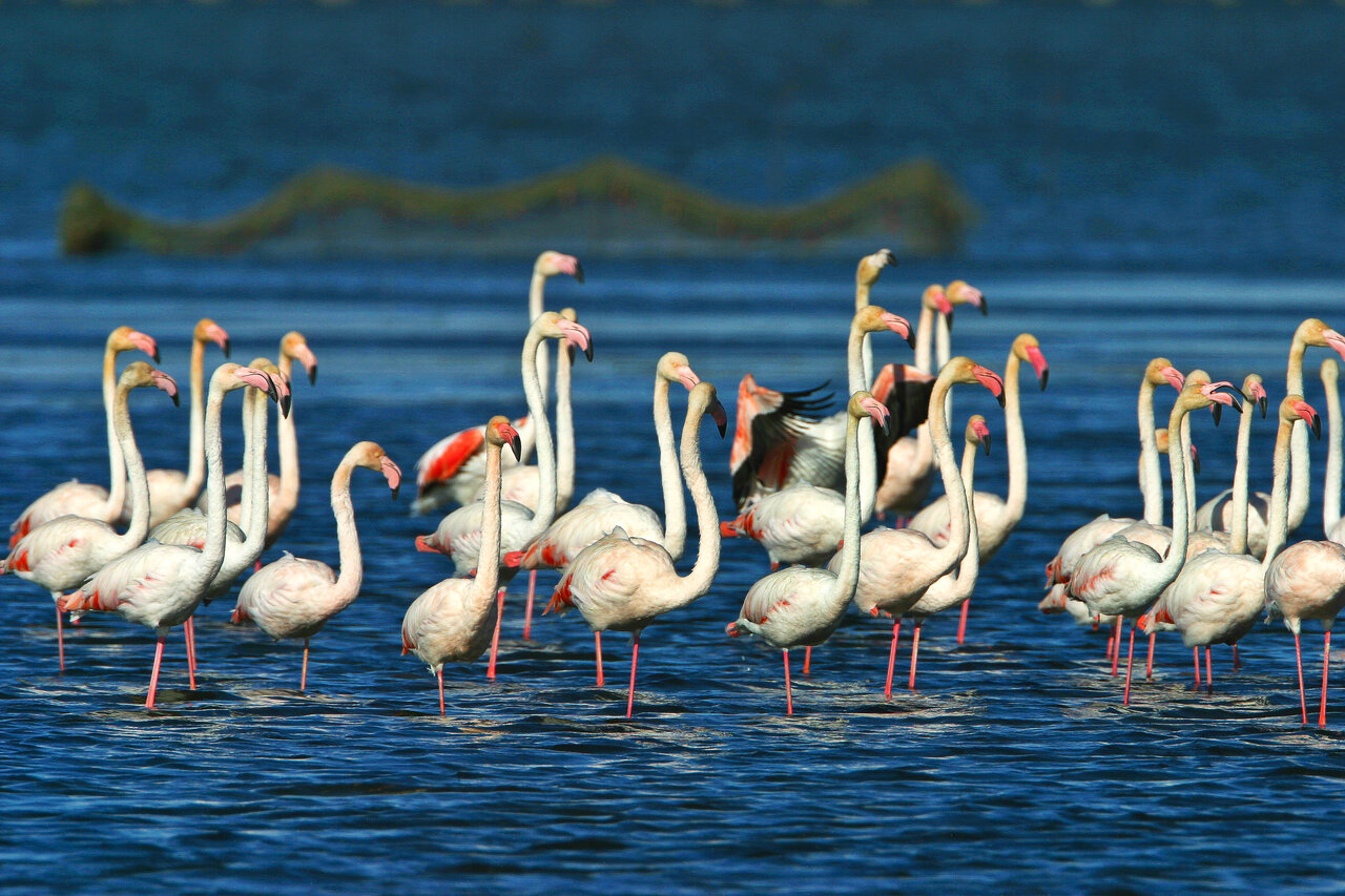 Roze flamingo's in de lagunes van de Ebro-delta, nabij Deltebre, Tarragona.