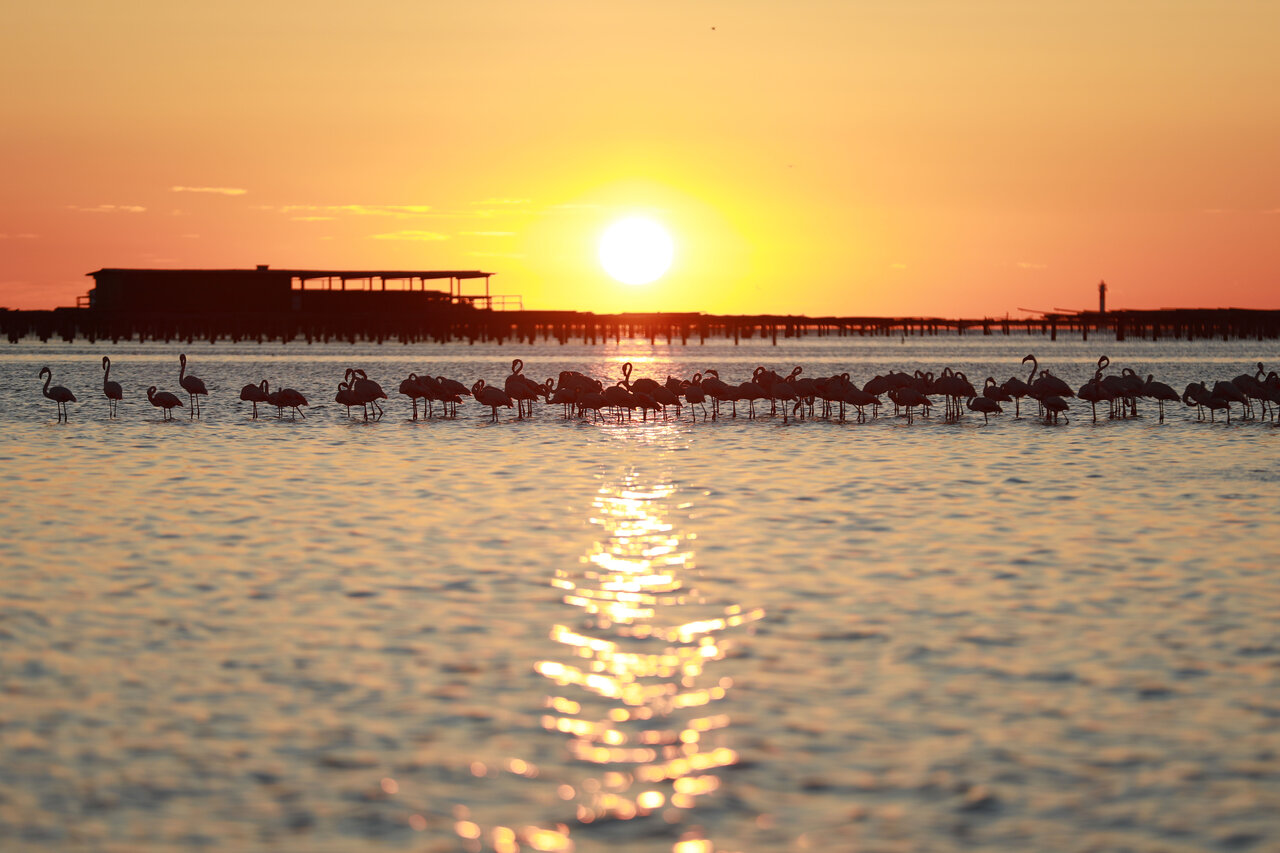 Flamingo's in het water bij zonsondergang, CAPFUN Aube in Deltebre, Tarragona.