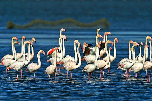 Flamingo's in het water op camping CAPFUN Aube in Deltebre, Tarragona (43).