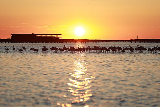 Roze flamingo's in het water bij zonsondergang, camping CAPFUN Aube in Deltebre, Tarragona.