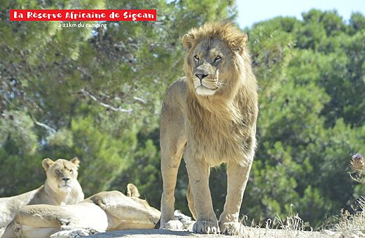 Majestueuze leeuw en leeuwinnen in Afrikaans Reservaat Sigean, nabij Narbonne.