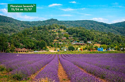 Bloeiende lavendel en stacaravans op camping CLICOCHIC Bastets in Marsanne (26).