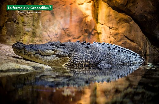 Grote krokodil rustend in het water bij La ferme aux Crocodiles, Drôme.