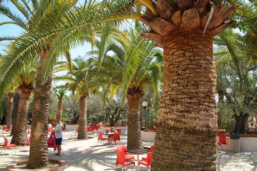 Palmbomen en terras op camping CAPFUN La Baume - La Palmeraie in Fréjus (83).