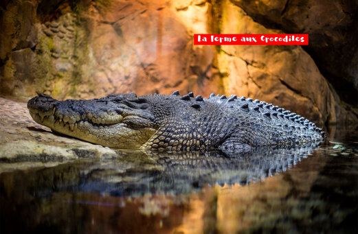 Grote krokodil rustend in het water bij La Ferme aux Crocodiles, Dr�me Proven�ale.