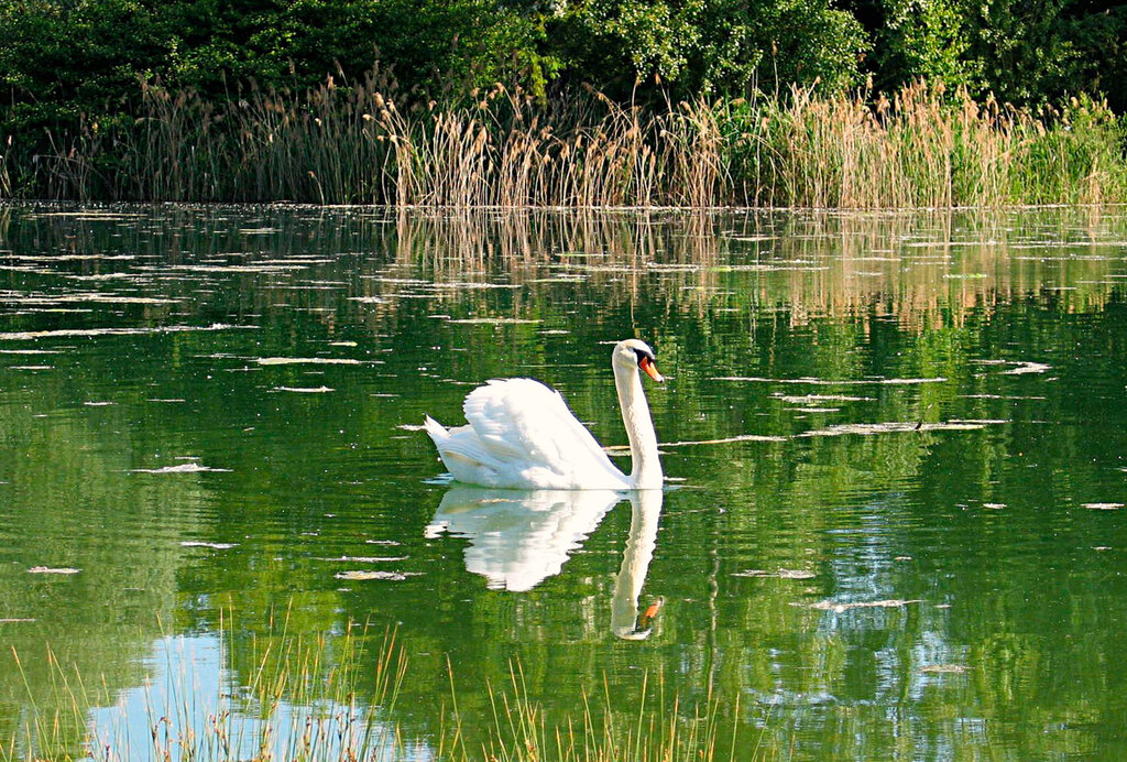 Au Clair Ruisseau, Campingplatz Elsass - 10