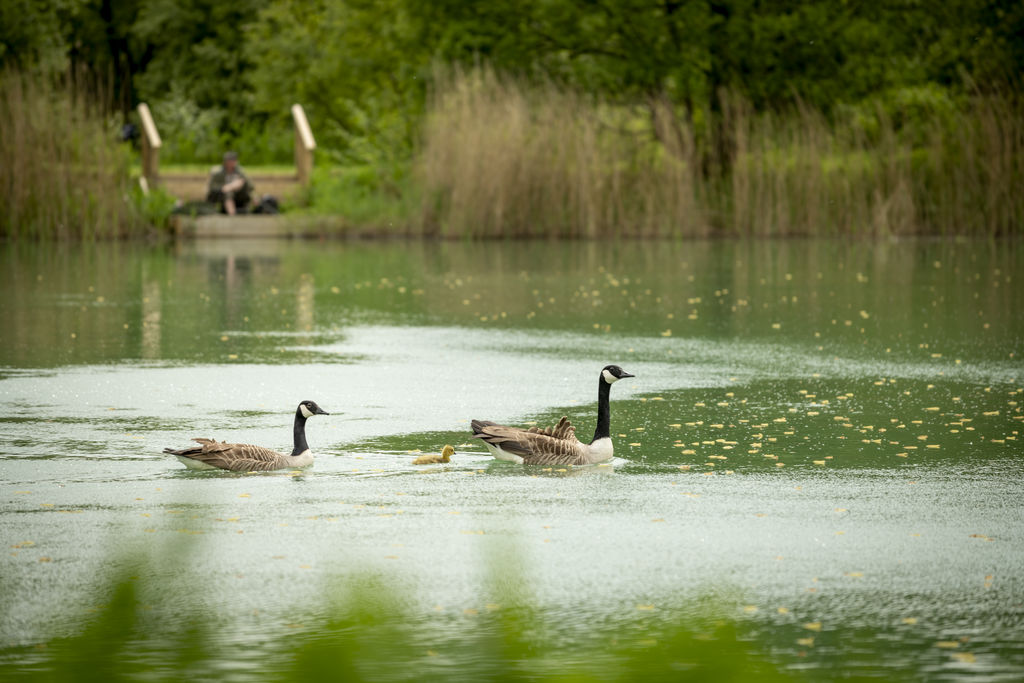 Clawford Lakes, Vakantiepark South West - 25