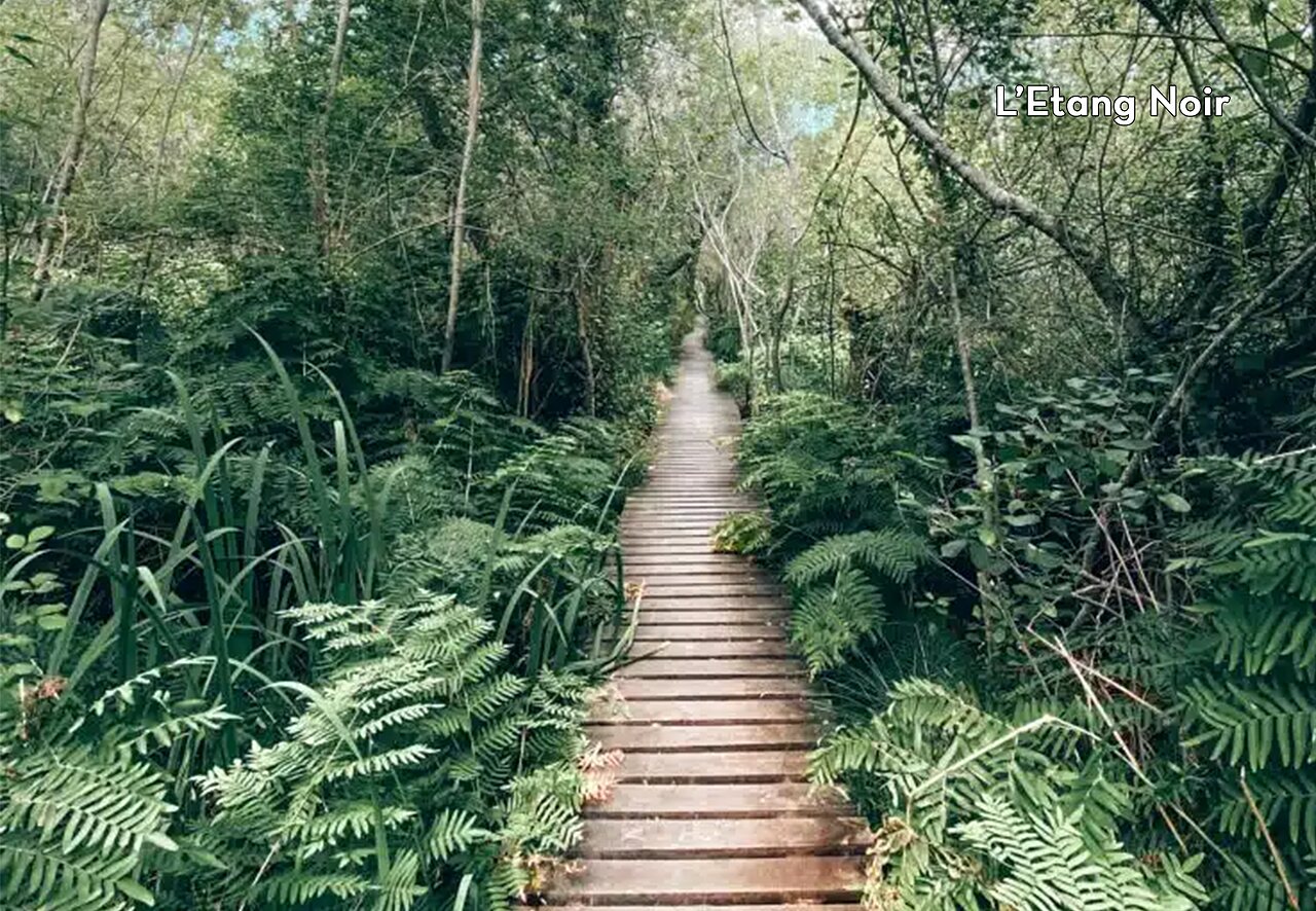 Houten vlonderpad van L'Etang Noir, natuurreservaat nabij Tosse, Landes.