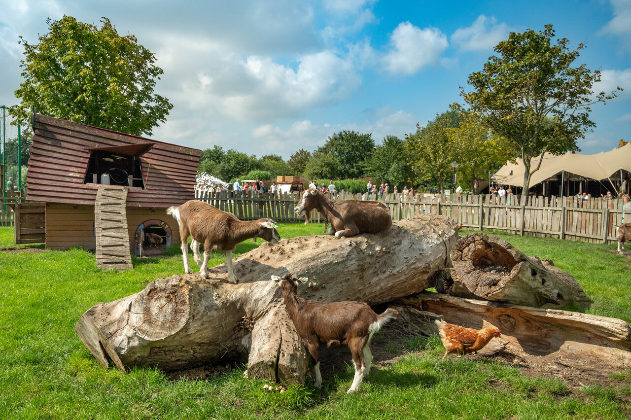 Geiten en kip in de dierenweide van CAPFUN De Bongerd, Tuitjenhorn.