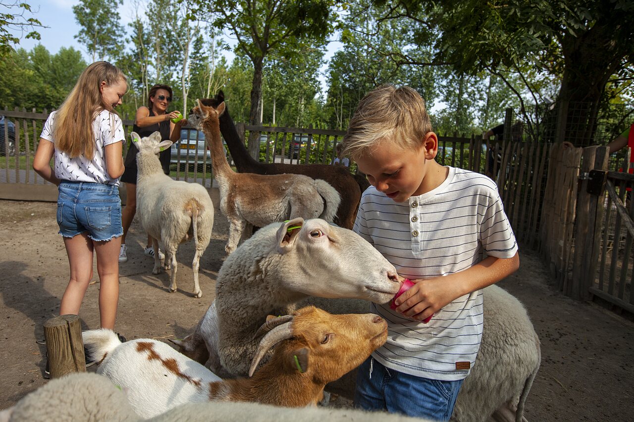 Kinderen voeren schapen en alpaca's op camping CAPFUN De Pekelinge in Oostkapelle.