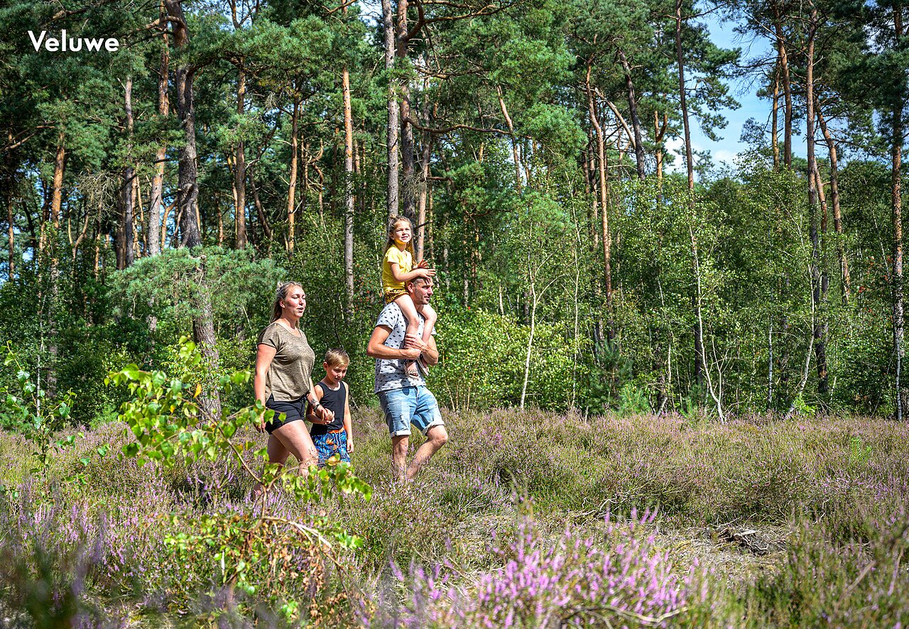 Familie wandelt in de natuur van de Veluwe, een plek om te bezoeken nabij de camping.