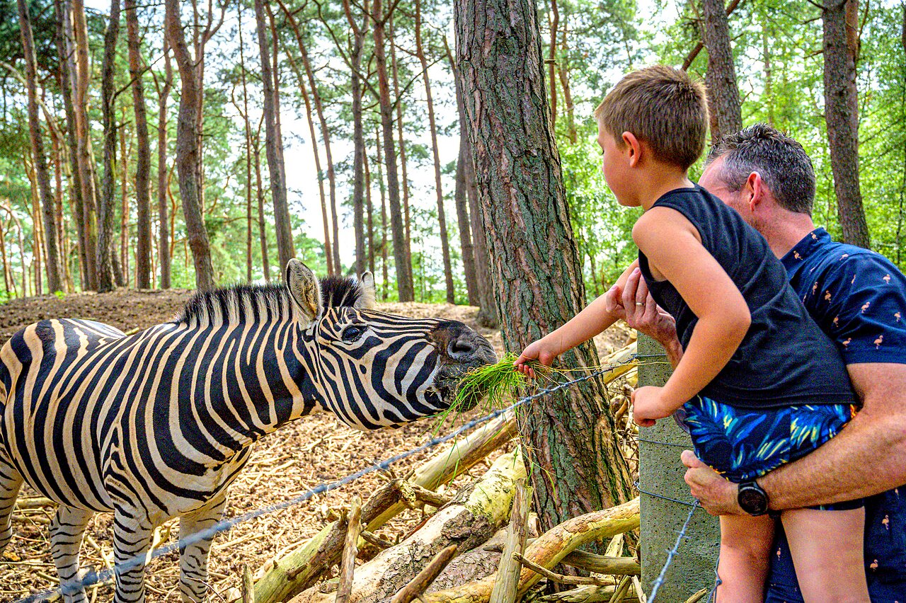 Kind voedt een zebra met gras op camping CAPFUN De Scheepsbel in Doornspijk.