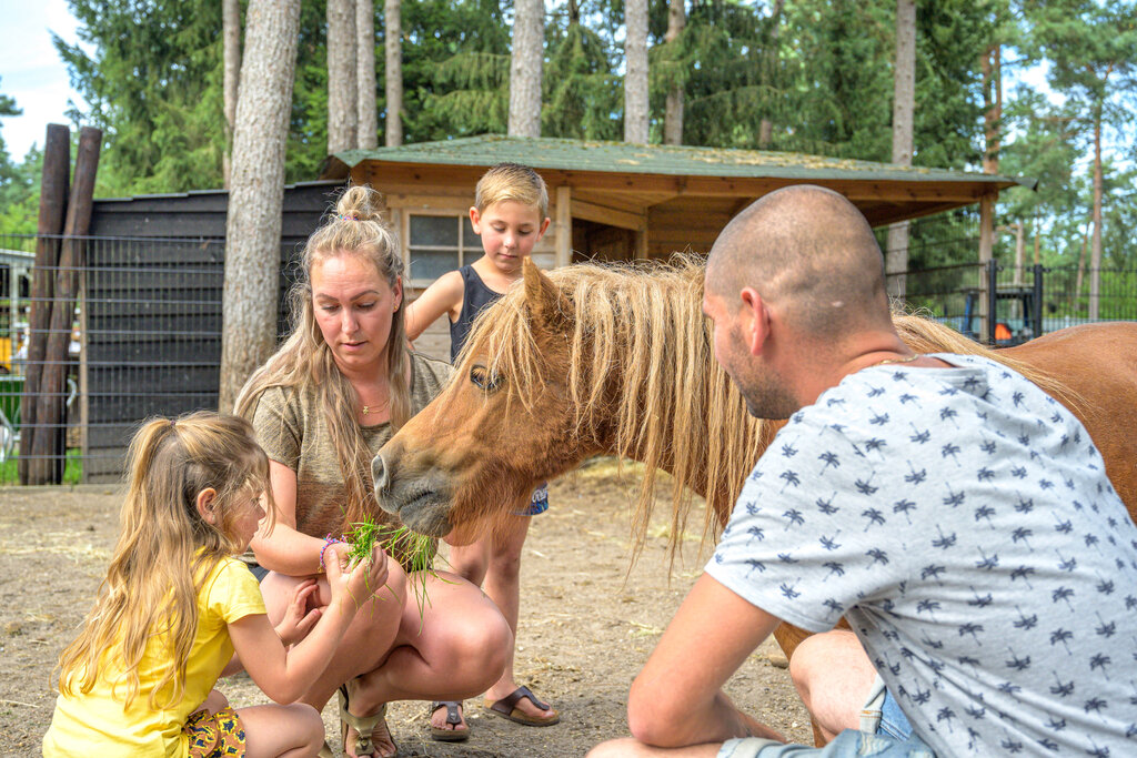 De Scheepsbel, Camping Gelderland - 11