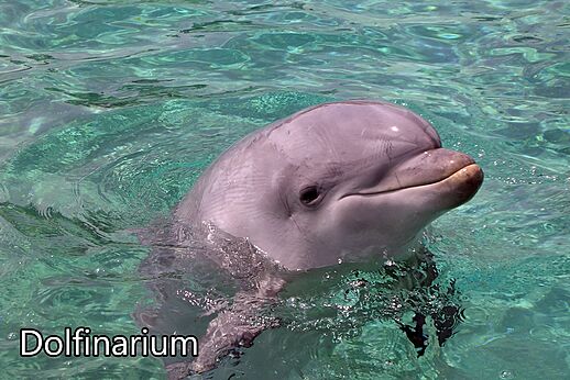 Lachende dolfijn die uit helder water komt in het Dolfinarium van Harderwijk.