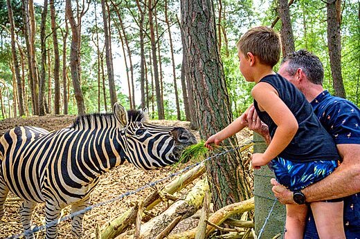 Kind voedt een zebra in een dierenpark nabij de camping.