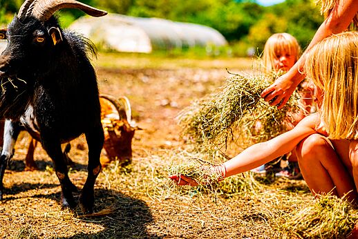 Kinderen voeren geiten op de kinderboerderij van camping LIBRANOO Naturiste Belezy in Bédoin (84).