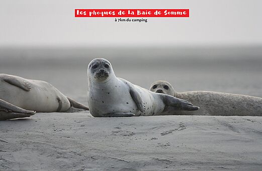 Grijze en gewone zeehonden rustend op het zand van de Baai van de Somme.