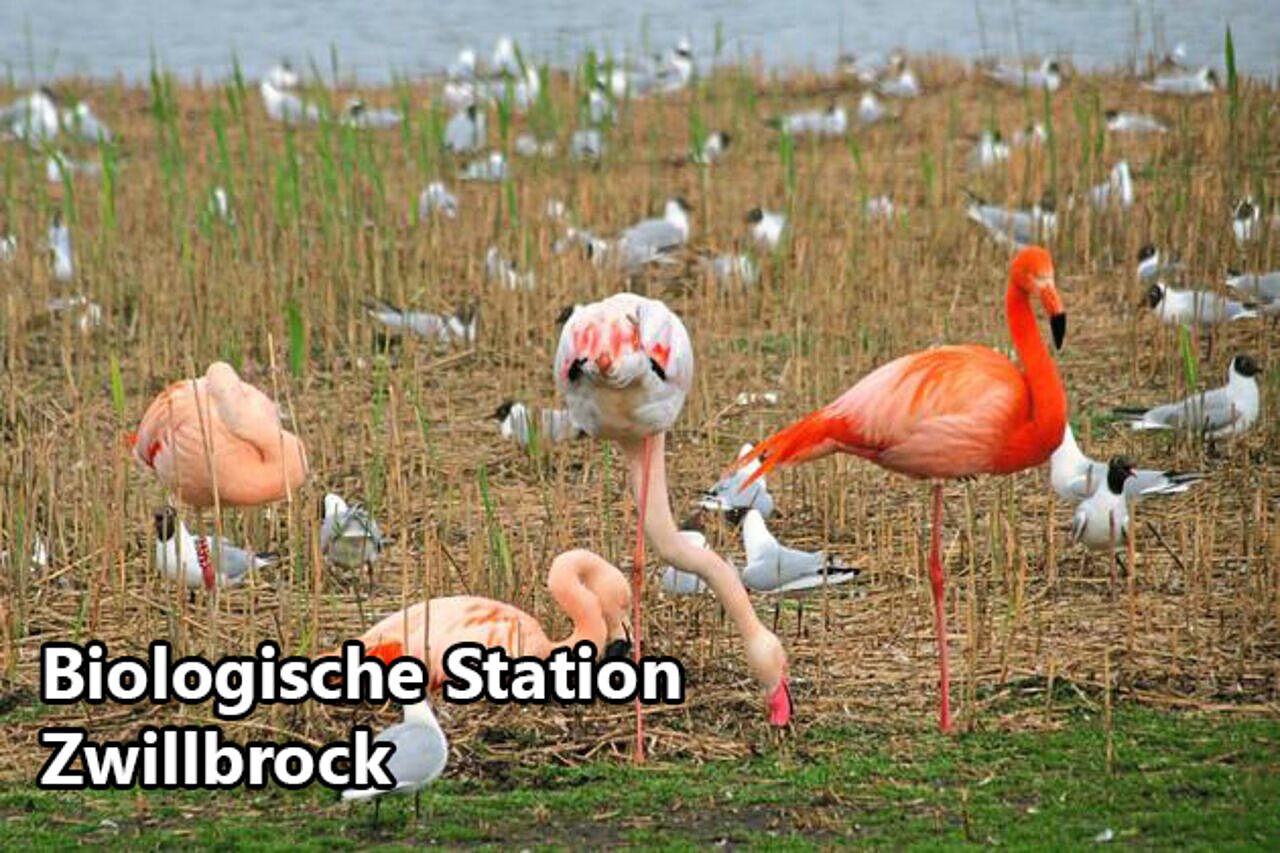 Flamingo's en vogels bij Biologische Station Zwillbrock, een bezoek waard.