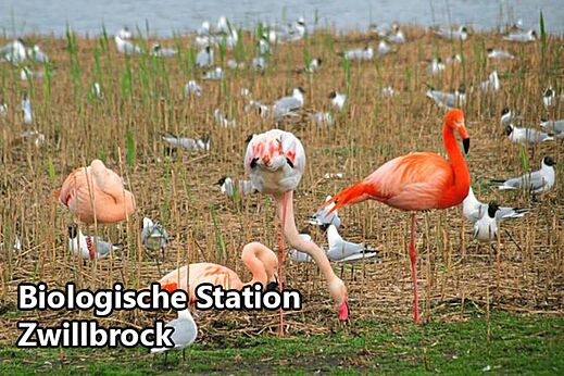 Roze flamingo's en vogels bij Biologische Station Zwillbrock, nabij Eibergen.