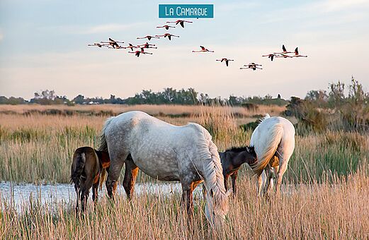 Witte paarden en flamingo's in de Camargue, een natuurlijke regio om te bezoeken.