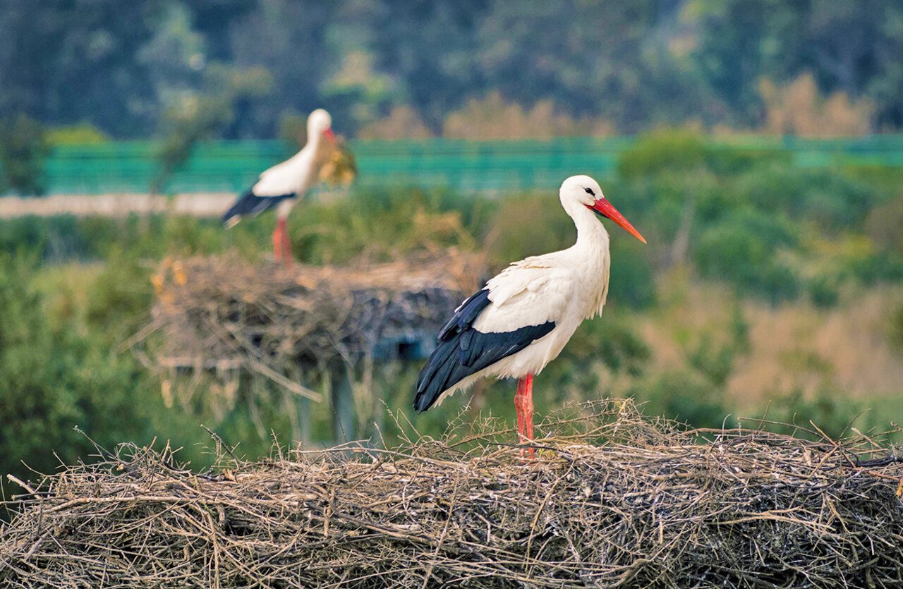 Witte ooievaars op nesten, fauna op camping VAGUES OCEANES Lac d'Erstein in Erstein (67).