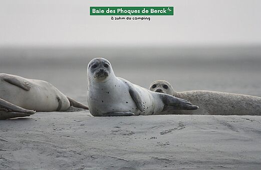 Grijze zeehonden en pups op het strand van de Baai van Berck-sur-Mer