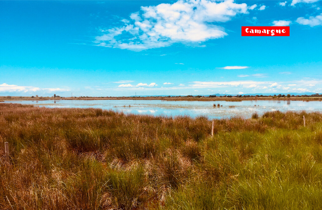 Natuurlandschap van de Camargue, wetlands en weelderige vegetatie nabij Saint-Laurent-d'Aigouze.