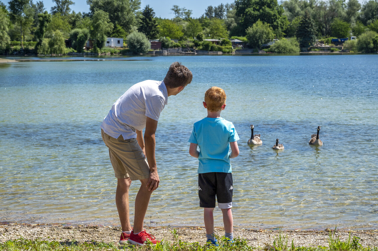 Meer, ganzen, op camping CAPFUN Fort Falabraque, Seltz (67).