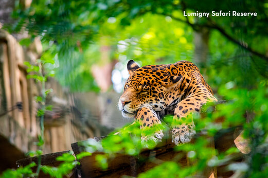 Jaguar rustend in Lumigny Safari Reserve, toeristische plek nabij Tournan en Brie.