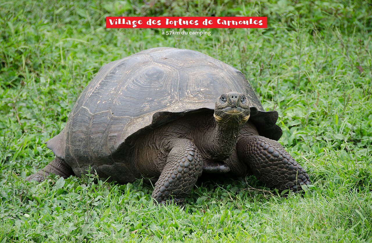 Grote landschildpad in het Schildpaddendorp van Carnoules, nabij Fr�jus.
