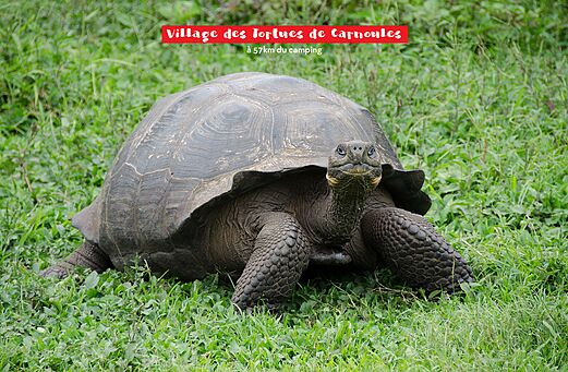 Grote landschildpad in het Village des Tortues de Carnoules, Var.