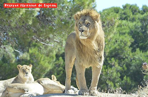 Majestueuze leeuw in het Afrikaanse Reservaat van Sigean, nabij Narbonne.