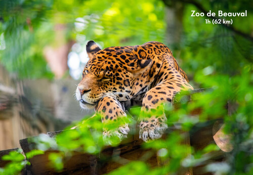 Jaguar rustend in Zoo de Beauval, een bezienswaardigheid nabij de camping.