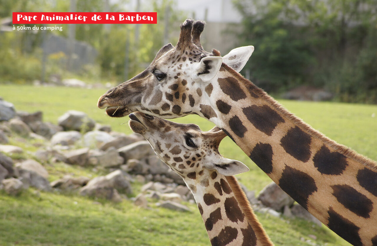 Volwassen giraffe en kalf in Parc Animalier de La Barben, te bezoeken plek.