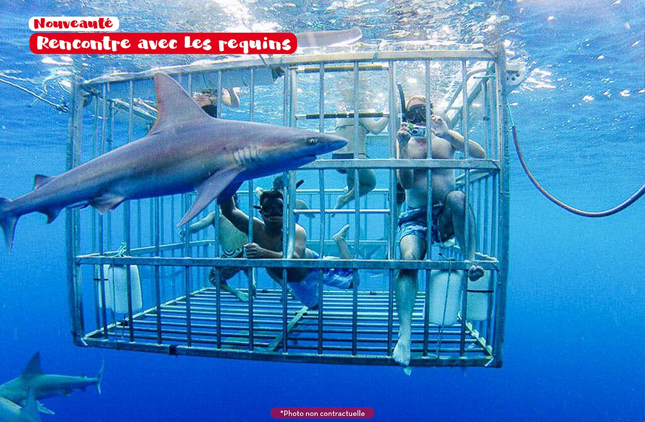 Kooi duiken met haaien, wateractiviteit op camping CAPFUN Joe Cook Island.