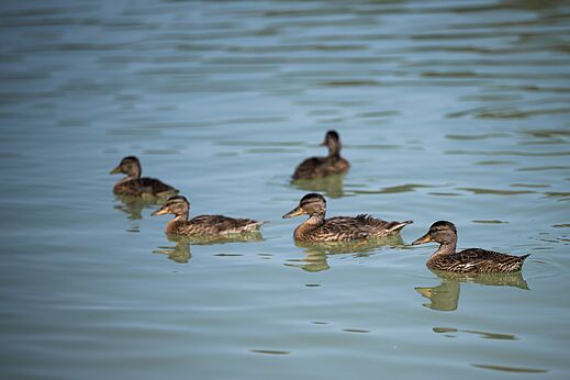 Eenden zwemmen in het water bij CAPFUN Lac des 3 Vall�es, Lectoure (32).
