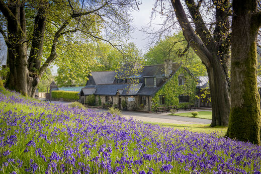 Boshyacintenveld en hoofdgebouw van camping CAPFUN UK Lakeview Manor.