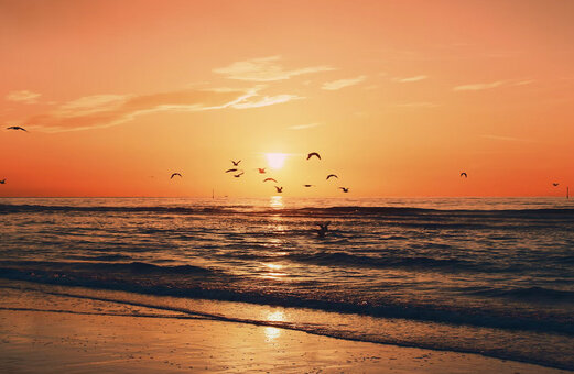 Zandstrand en oceaan bij zonsondergang met vogels op camping VAGUES OCEANES Licorne in Duinkerke (59).