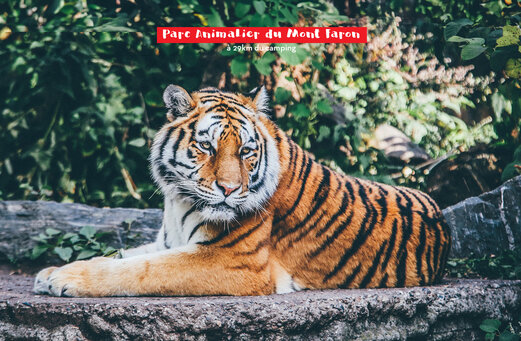 Tijger van Dierenpark Mont Faron, attractie nabij La Cadi�re d'Azur.