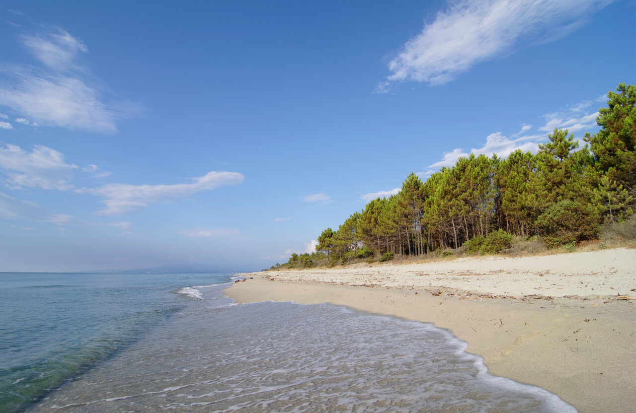 Fijn zandstrand en kalme zee met pijnbomen op CAPFUN Marina d'Al�ria in Aleria (20).