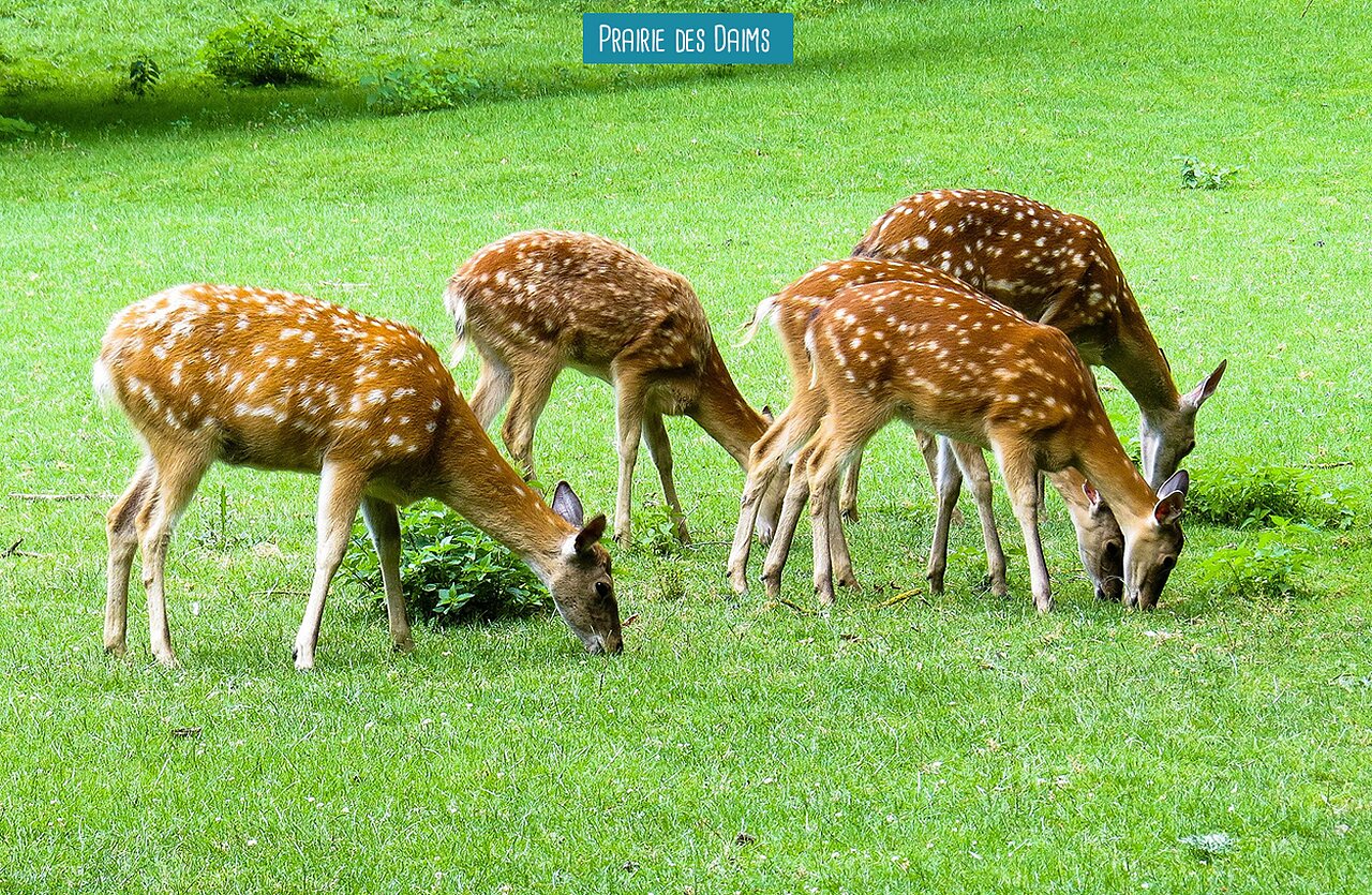 Vier gevlekte herten grazen groen gras op camping VAGUES OCEANES Micheli�re in Givrand (85).
