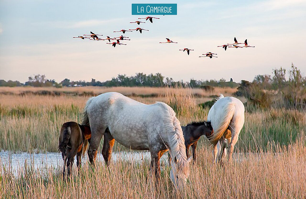Camargue paarden en flamingo's in de moerassen, bezienswaardigheid.
