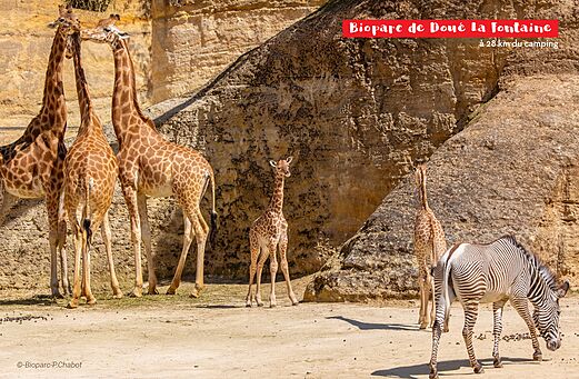 Volwassen giraffen, babygiraffe en zebra in Bioparc de Doué-la-Fontaine te bezoeken.