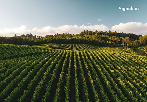 Uitgestrekte groene en glooiende wijngaarden, natuurlijke landschappen nabij Bazas.