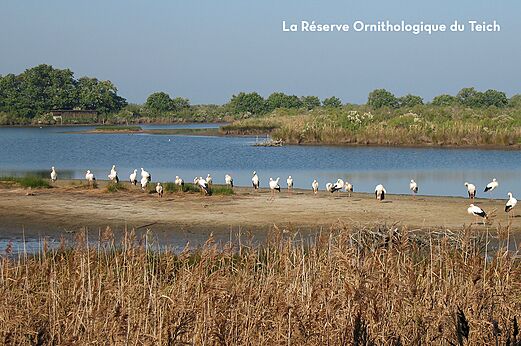 Ooievaars in het Ornithologisch Reservaat van Teich, nabij Pyla sur Mer.