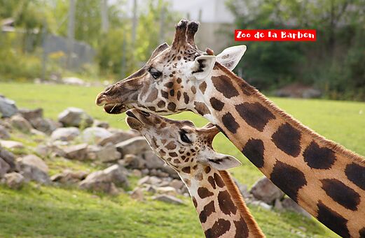 Volwassen giraffe en haar kalf in Zoo de La Barben, nabij Pertuis.