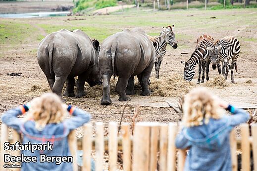 Neushoorns en zebra's in Safaripark Beekse Bergen, een attractie om te bezoeken.