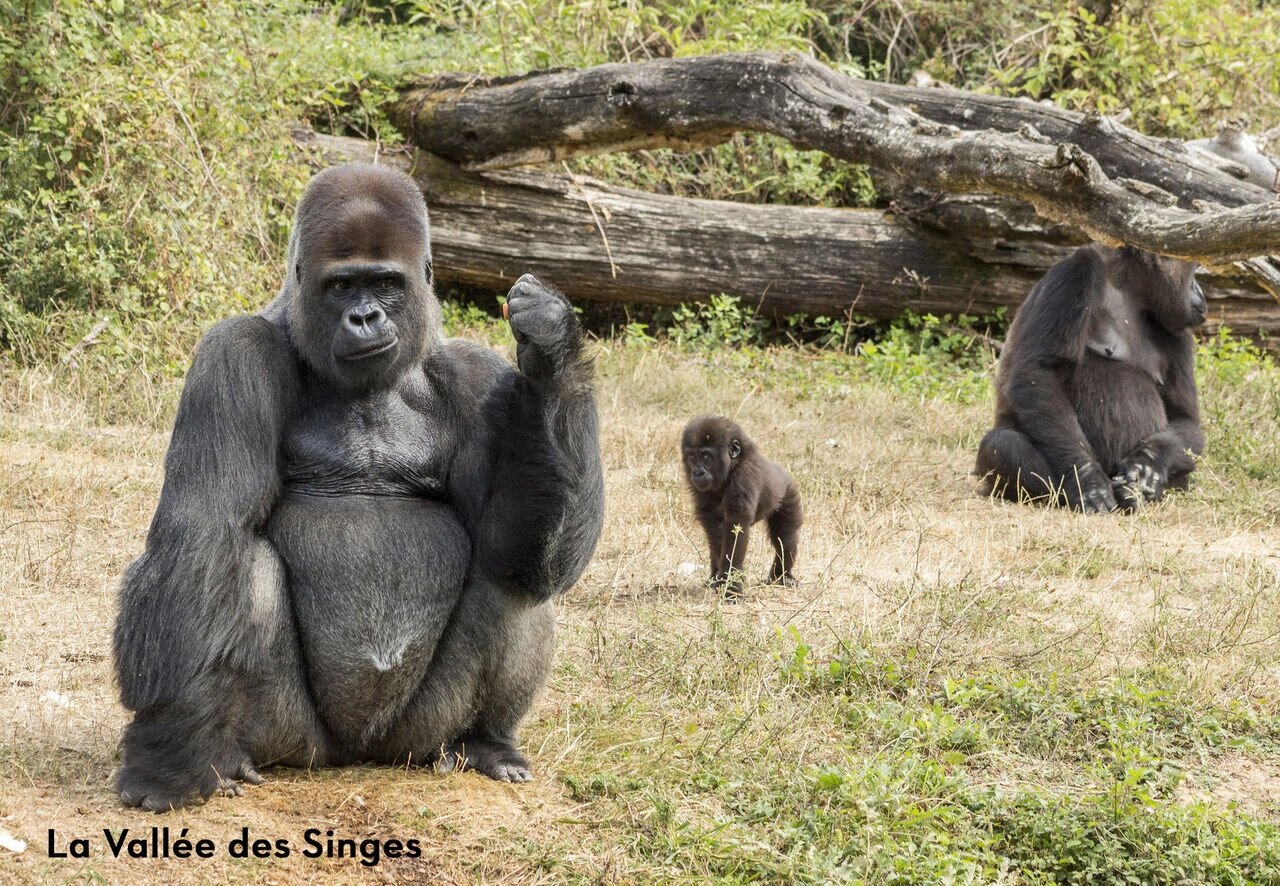 Gorilla's in La Vall�e des Singes, een dierenpark te bezoeken nabij Valence-en-Poitou.