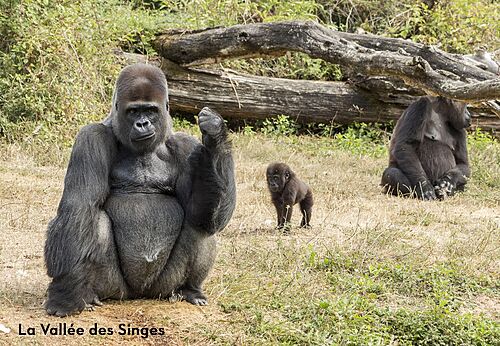 Volwassen gorilla's en baby in La Vallée des Singes, dierenpark nabij Valence-en-Poitou.